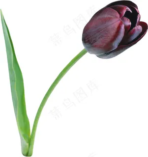 美丽郁金香鲜花 美丽郁金香鲜花