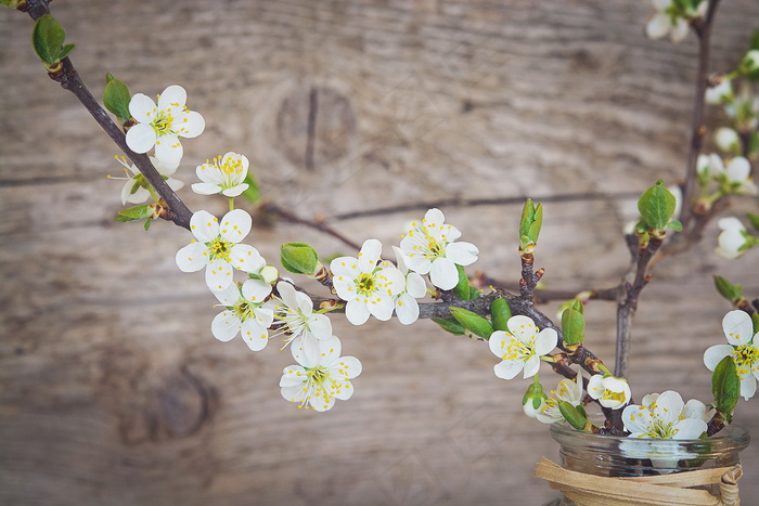 樱花插花图片