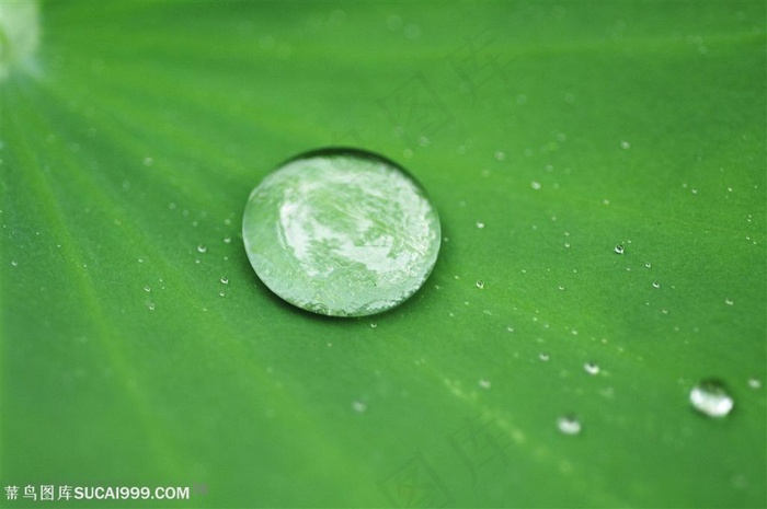 自然风景-荷叶上的硕大清新水珠