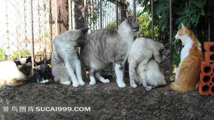 金属栅栏旁的一群猫
