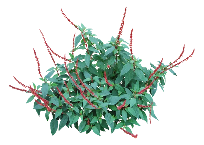 高清树木素材 免抠PSD植物素材 美术绘画园林贴图 树草灌木花草