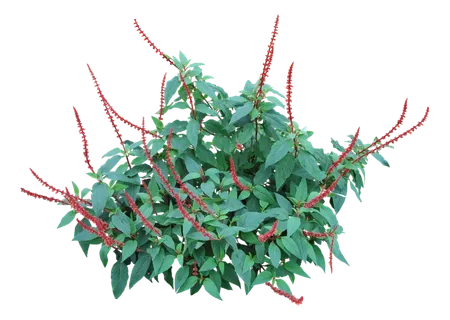 高清树木素材 免抠PSD植物素材 美术绘画园林贴图 树草灌木花草