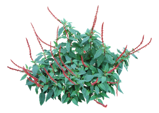 高清树木素材 免抠PSD植物素材 美术绘画园林贴图 树草灌木花草