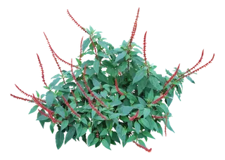 高清树木素材 免抠PSD植物素材 美术绘画园林贴图 树草灌木花草