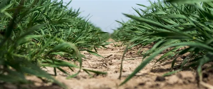 土地上的绿色植物