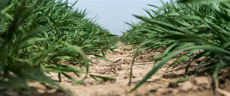 土地上的绿色植物