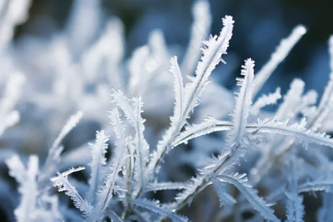 叶子上挂满了白霜植物摄影图