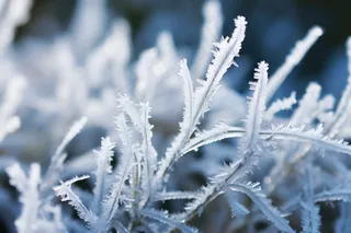 叶子上挂满了白霜植物摄影图