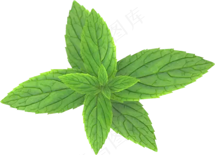 PNG 薄荷叶 植物 叶子  PNG 薄荷叶 植物 叶子