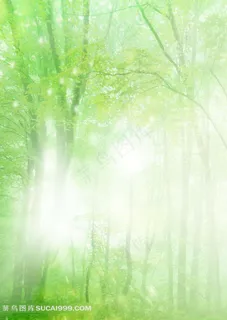 清新绿色森林高清图