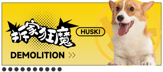 黄色活泼风柯基动物海报