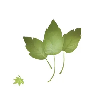 叶子绿叶树叶免抠