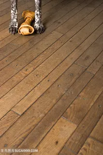 高清斑点狗的脚脚与骨头图片