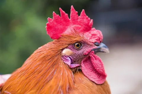 散养生态鸡素材图