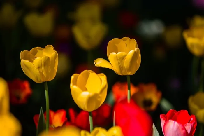 阳光下的郁金香