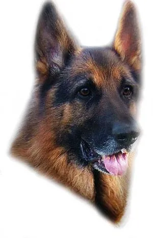 德国牧羊犬 PNG免抠
