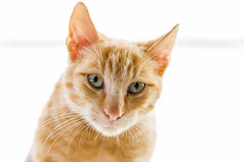 可爱猫咪 动物 素材 奶萌 (224) 可爱猫咪 动物 素材 奶萌 (224)