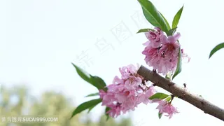 粉色桃花桃枝