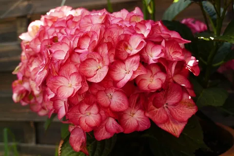 红色绣球花高清图片 红色绣球花高清图片