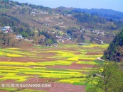 罗汉乡油菜花田园风景摄影素材