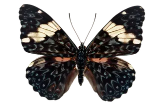 蝴蝶 彩蝶 花蝴蝶 动物 昆虫 免抠