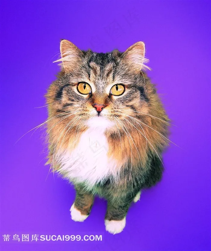 蓝色背景上的一只花猫