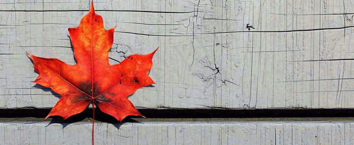 秋天红色秋叶简约特写，立秋秋分摄影图