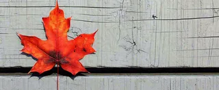 秋天红色秋叶简约特写，立秋秋分摄影图