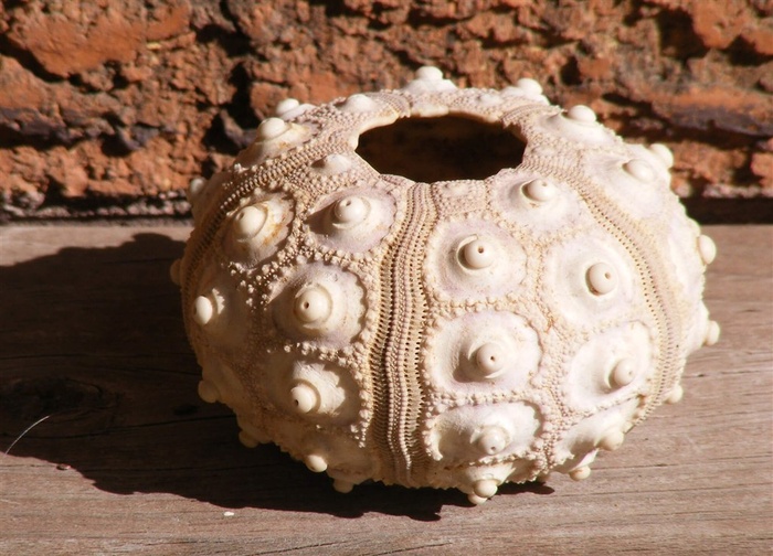 大个好看的贝壳