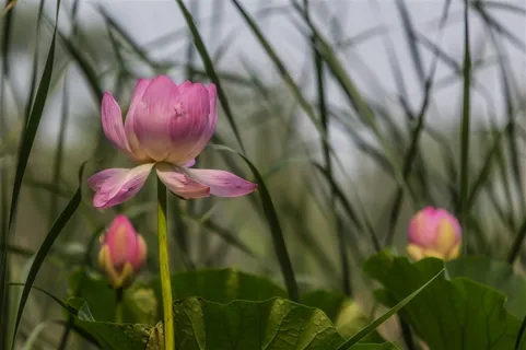 芦苇丛中盛开的荷花