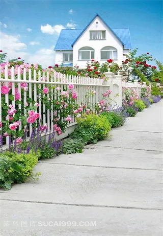 玫瑰花园摄影背景图片