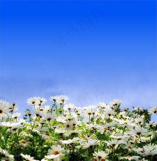 高清唯美菊花图片下载