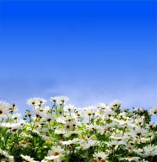 高清唯美菊花图片下载