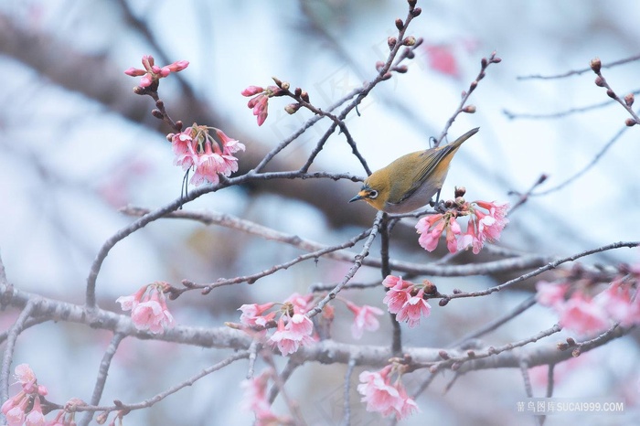 梨花树上的小鸟