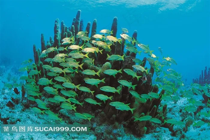 珊瑚鱼群海洋生物摄影