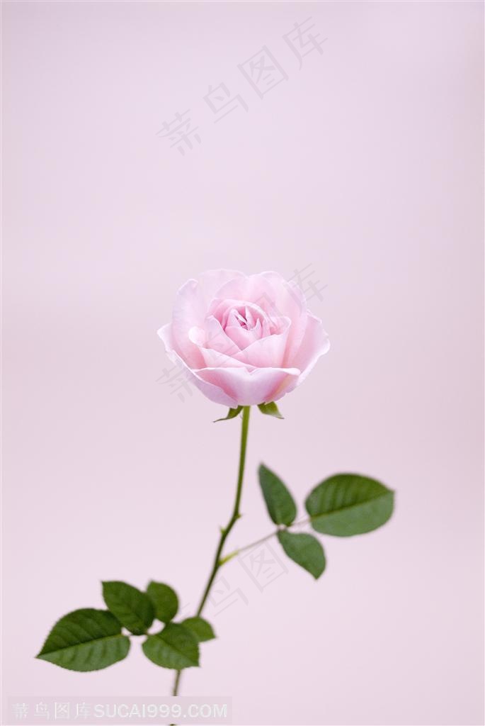 粉玫瑰和绿叶