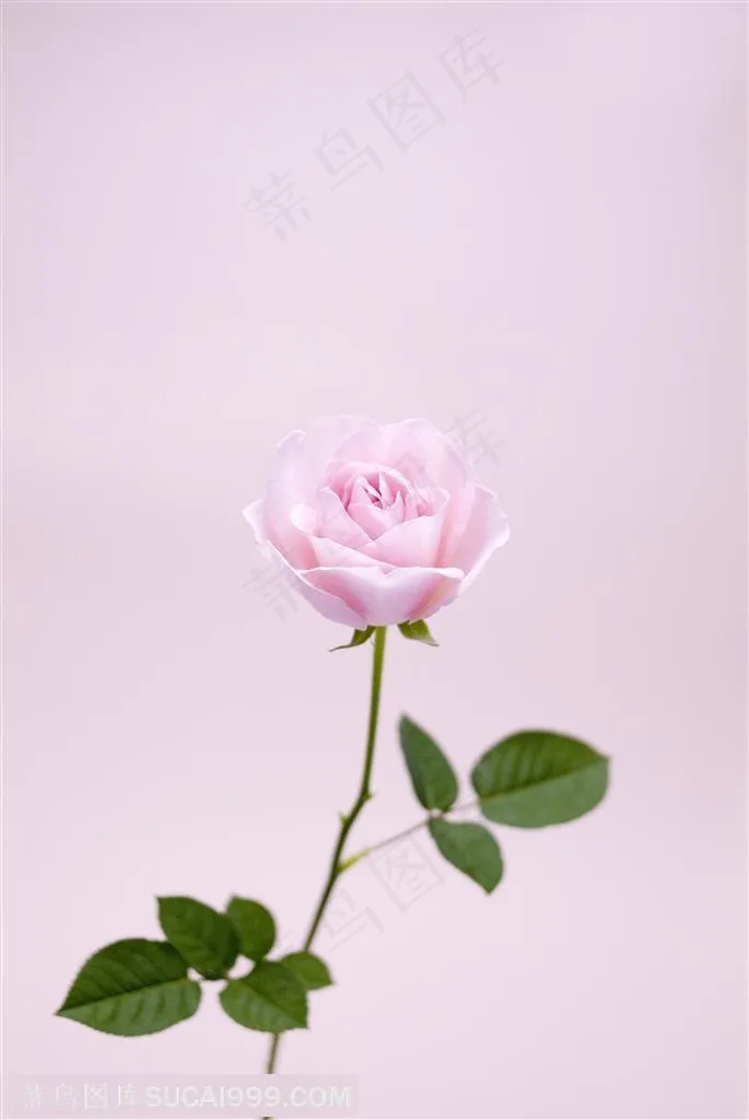 粉玫瑰和绿叶
