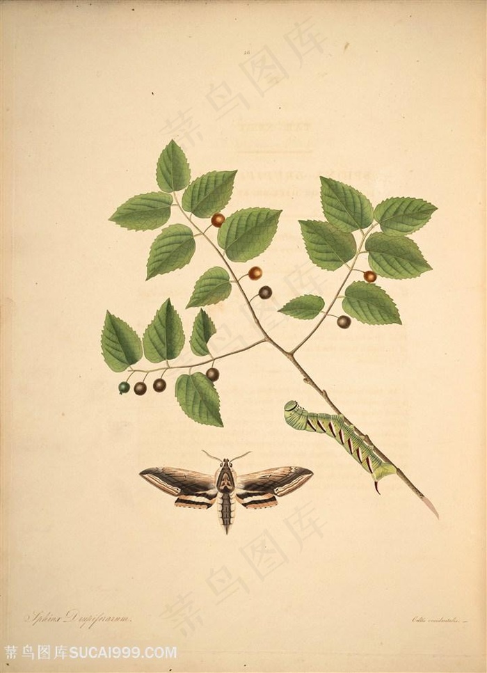 蝴蝶植物树枝果实昆虫图谱