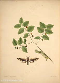 蝴蝶植物树枝果实昆虫图谱