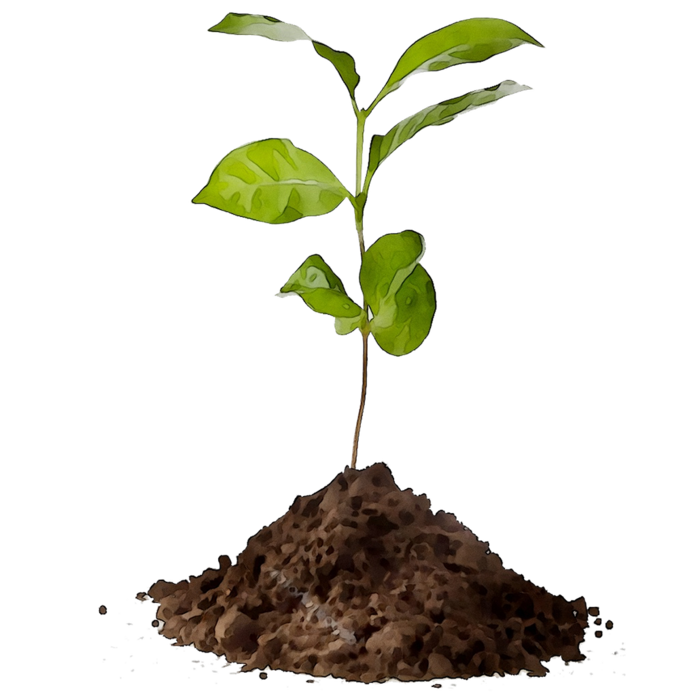 种植幼苗现代农业