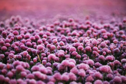 紫色的, 花朵, 原野, 草地, 花场, 花草甸