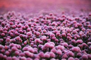 紫色的, 花朵, 原野, 草地, 花场, 花草甸