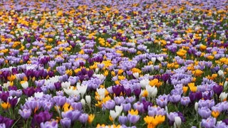 花丛花彩色花多彩花朵