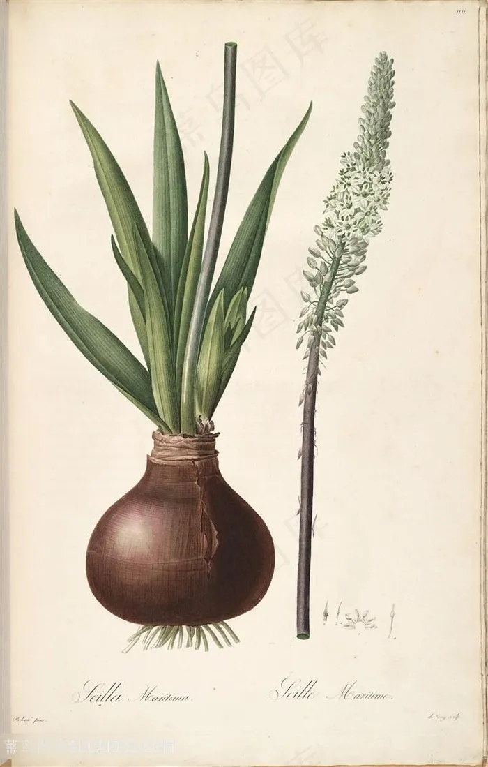 高清水彩植物大蒜雷杜德原版