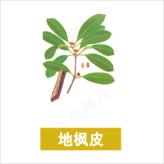 手绘草本中药药材地枫皮