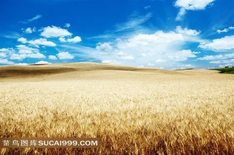 成熟的小麦田田园风光摄影高清图片 成熟的小麦田田园风光摄影高清图片