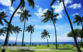 蓝天白云下的椰子林桌面背景图片