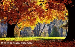 秋天树林图片素材