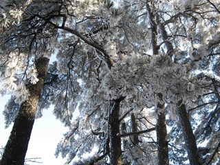 黄山雾凇图片-第13张