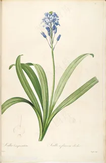 雷杜德原版高清花草兰花花卉图谱素材